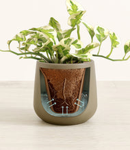 Load image into Gallery viewer, Olive stand:all