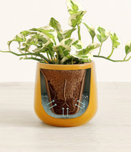 Load image into Gallery viewer, Mustard stand:all