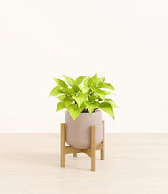 Load image into Gallery viewer, Eternal Gray stand:bamboo