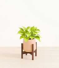 Load image into Gallery viewer, Gentle Pink stand:walnut