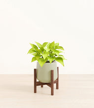 Load image into Gallery viewer, Turquoise stand:walnut