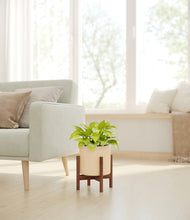 Load image into Gallery viewer, Cream stand:walnut