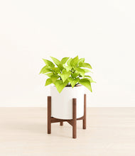 Load image into Gallery viewer, White stand:walnut