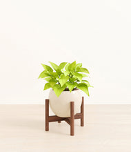 Load image into Gallery viewer, Shiny EggWhite stand:walnut