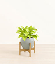 Load image into Gallery viewer, Deep Ocean stand:bamboo