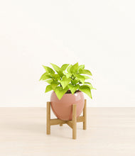 Load image into Gallery viewer, Calm Rose stand:bamboo