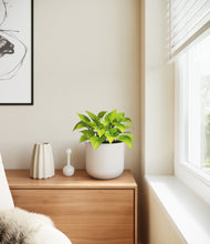 Load image into Gallery viewer, Natural Bamboo