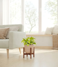 Load image into Gallery viewer, Sandy Pink stand:walnut