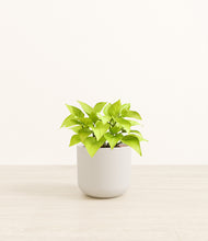 Load image into Gallery viewer, Natural Bamboo*****Profile