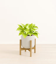 Load image into Gallery viewer, Natural Bamboo stand:bamboo