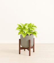 Load image into Gallery viewer, Sage Green stand:walnut
