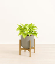 Load image into Gallery viewer, Sage Green stand:bamboo