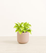 Load image into Gallery viewer, Sandy Pink*****Profile