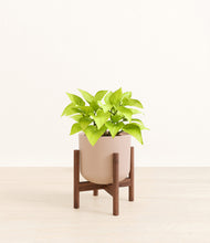 Load image into Gallery viewer, Sandy Pink stand:walnut