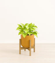 Load image into Gallery viewer, Sunset Orange stand:bamboo