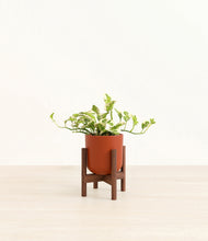 Load image into Gallery viewer, Earth Red stand:walnut
