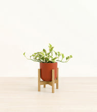 Load image into Gallery viewer, Earth Red stand:bamboo