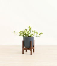Load image into Gallery viewer, Iron Gray stand:walnut