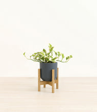 Load image into Gallery viewer, Iron Gray stand:bamboo