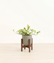 Load image into Gallery viewer, Sage Green stand:walnut