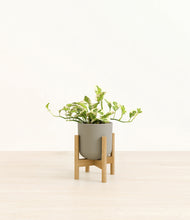 Load image into Gallery viewer, Sage Green stand:bamboo