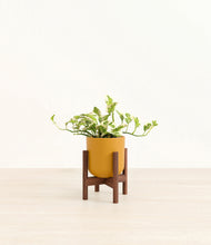 Load image into Gallery viewer, Sunset Orange stand:walnut