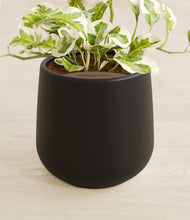 Load image into Gallery viewer, Black stand:all