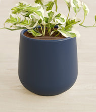 Load image into Gallery viewer, Deep Navy stand:all