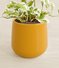 Load image into Gallery viewer, Mustard stand:all