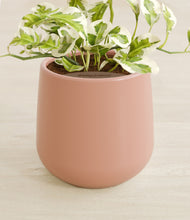 Load image into Gallery viewer, Calm Rose stand:all