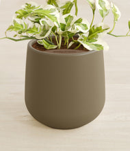 Load image into Gallery viewer, Olive stand:all