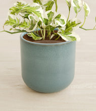 Load image into Gallery viewer, Reactive Aqua stand:all