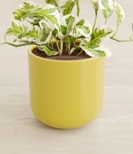 Load image into Gallery viewer, Key Lime Yellow stand:all