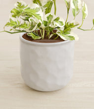 Load image into Gallery viewer, Hammered Ivory stand:all