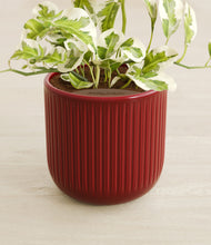 Load image into Gallery viewer, Striped Cherry Red stand:all