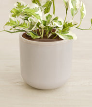 Load image into Gallery viewer, Snowdrift White stand:all