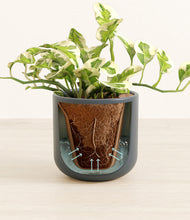 Load image into Gallery viewer, Iron Gray stand:all