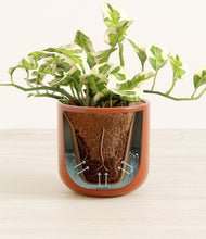 Load image into Gallery viewer, Glossy Red stand:all