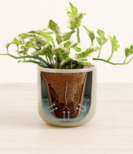 Load image into Gallery viewer, Sage Green stand:all