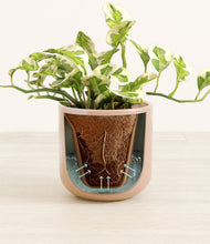 Load image into Gallery viewer, Glossy Pink stand:all