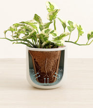 Load image into Gallery viewer, Cotton White stand:all