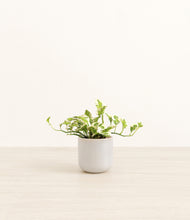 Load image into Gallery viewer, Snowdrift White*****Profile