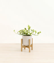 Load image into Gallery viewer, Snowdrift White stand:bamboo