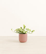 Load image into Gallery viewer, Striped Rose Pink*****Profile