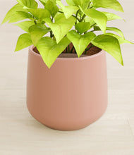 Load image into Gallery viewer, Calm Rose stand:all