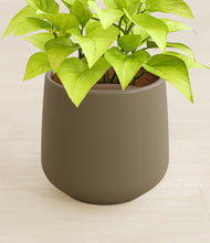 Load image into Gallery viewer, Olive stand:all