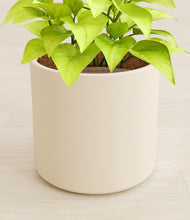 Load image into Gallery viewer, Cream stand:all