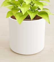 Load image into Gallery viewer, White stand:all