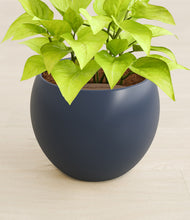 Load image into Gallery viewer, Deep Navy stand:all