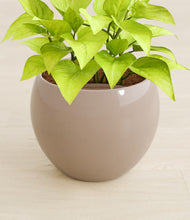 Load image into Gallery viewer, Desert Brown stand:all